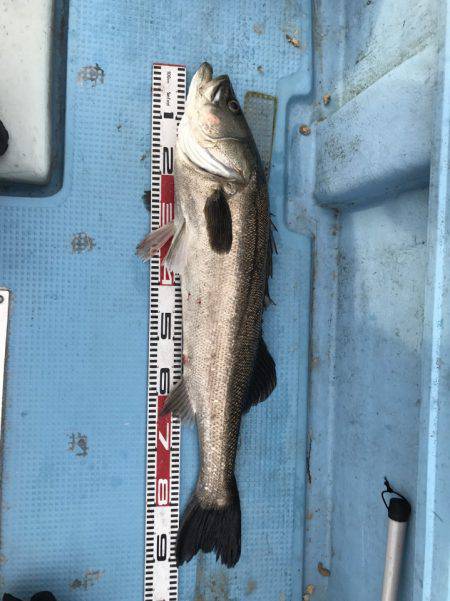 アマテラス 釣果