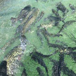 加賀フィッシングエリア 釣果