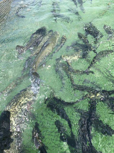 加賀フィッシングエリア 釣果