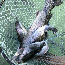 加賀フィッシングエリア 釣果