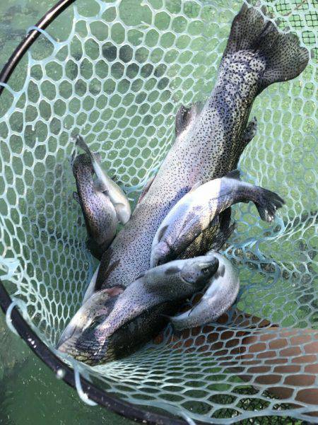 加賀フィッシングエリア 釣果