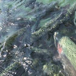 加賀フィッシングエリア 釣果