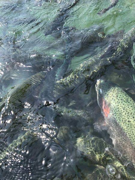 加賀フィッシングエリア 釣果