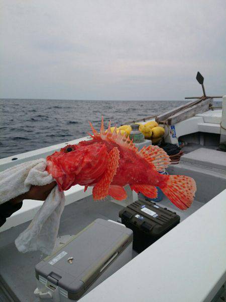 エンペラー 釣果