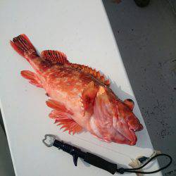 エンペラー 釣果