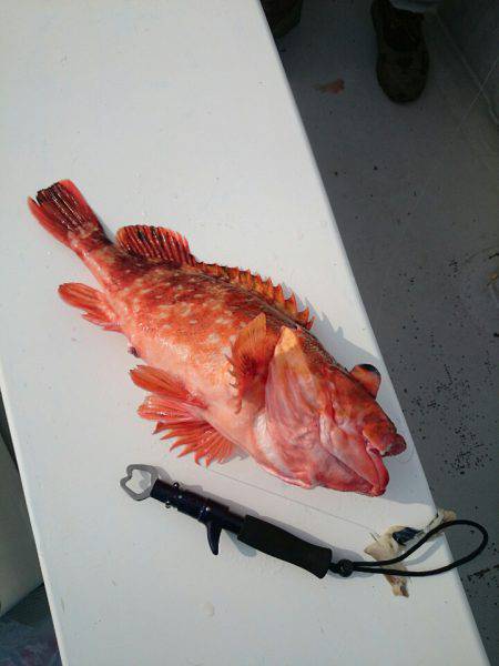 エンペラー 釣果