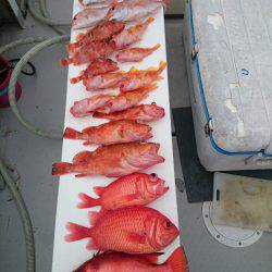 エンペラー 釣果