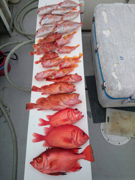 エンペラー 釣果