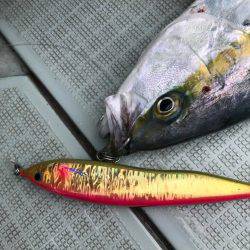 アマテラス 釣果