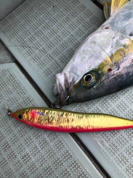 アマテラス 釣果