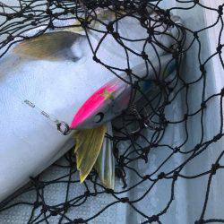 アマテラス 釣果