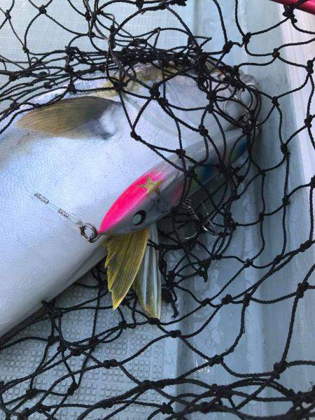 アマテラス 釣果