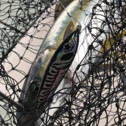 アマテラス 釣果