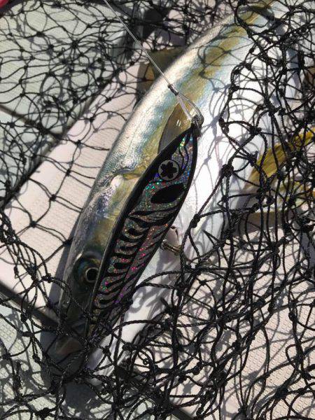 アマテラス 釣果