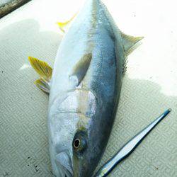 アマテラス 釣果