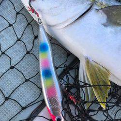 アマテラス 釣果