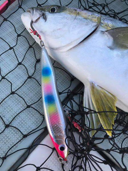 アマテラス 釣果