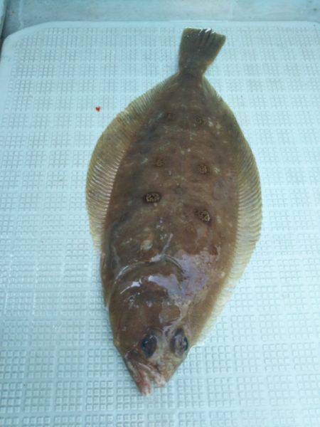 アマテラス 釣果