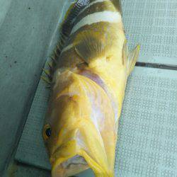 アマテラス 釣果