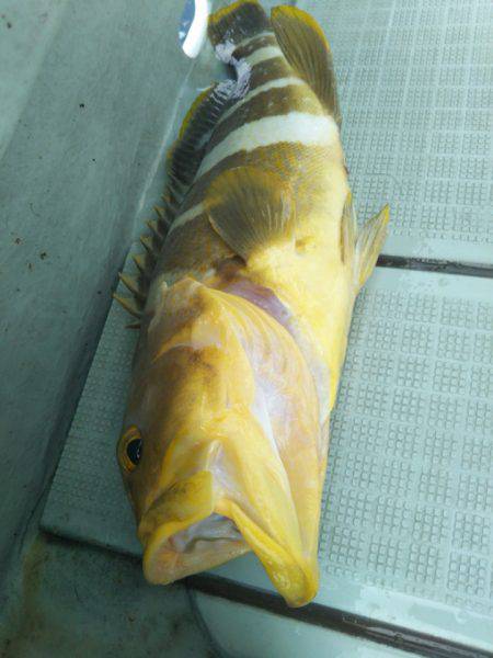 アマテラス 釣果