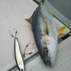 アマテラス 釣果