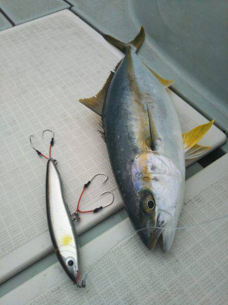 アマテラス 釣果