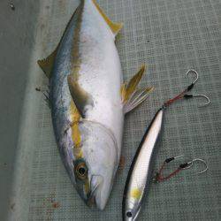 アマテラス 釣果