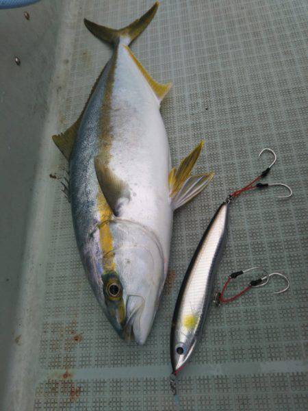 アマテラス 釣果