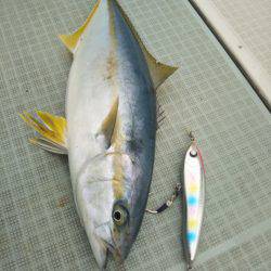 アマテラス 釣果