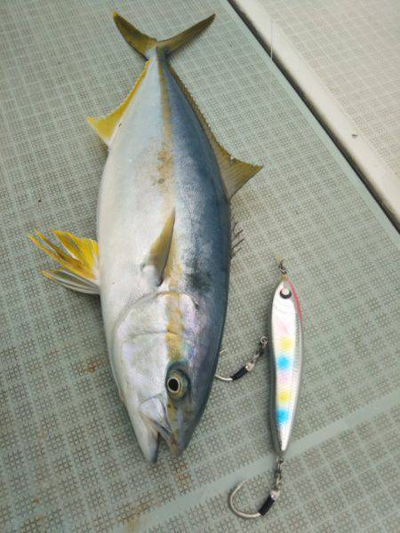 アマテラス 釣果