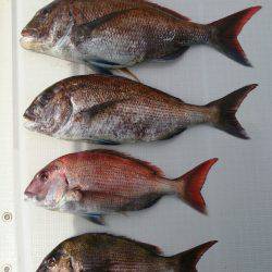 遊漁船　家入 釣果