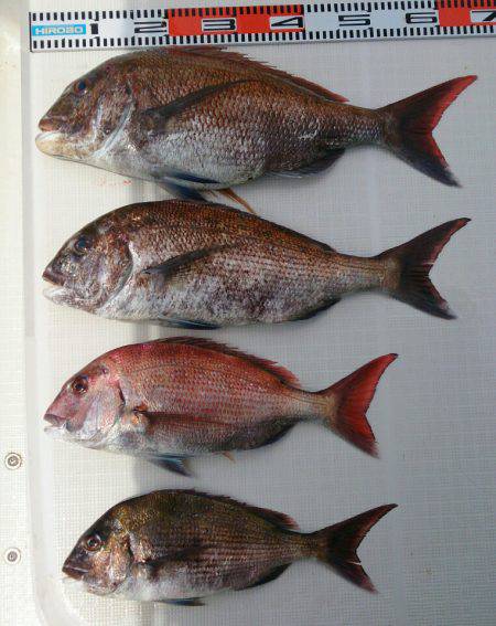 遊漁船　家入 釣果