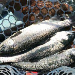 加賀フィッシングエリア 釣果