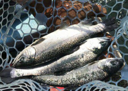加賀フィッシングエリア 釣果