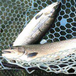 加賀フィッシングエリア 釣果