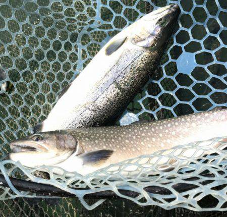 加賀フィッシングエリア 釣果