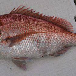 遊漁船 家入 釣果