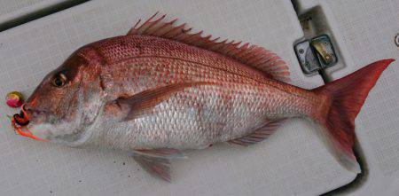 遊漁船　家入 釣果