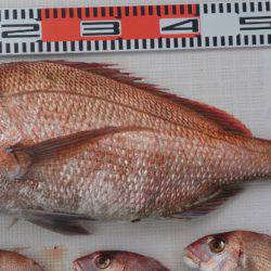 遊漁船 家入 釣果