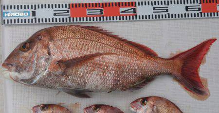 遊漁船 家入 釣果