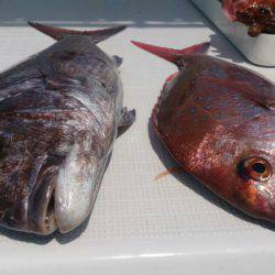 遊漁船 家入 釣果