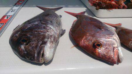 遊漁船 家入 釣果