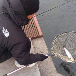 つりぼりあかし 釣果