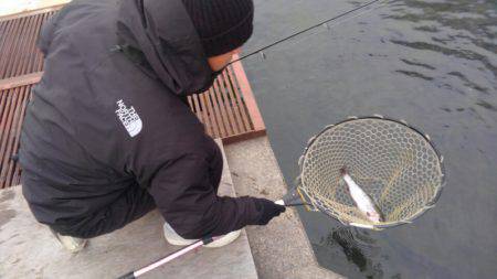つりぼりあかし 釣果