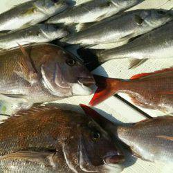 タイラバ遊漁船 ワンピース 釣果