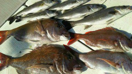 タイラバ遊漁船 ワンピース 釣果