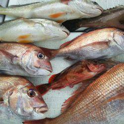 タイラバ遊漁船 ワンピース 釣果