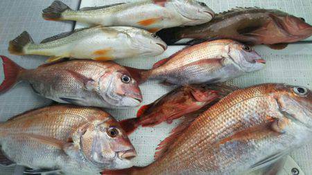 タイラバ遊漁船 ワンピース 釣果