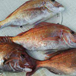 タイラバ遊漁船 ワンピース 釣果