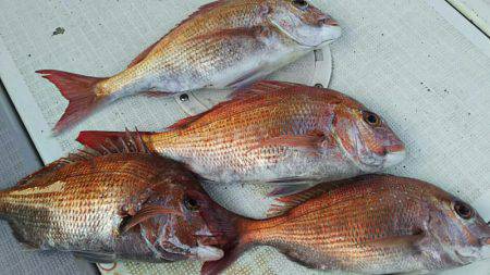 タイラバ遊漁船 ワンピース 釣果